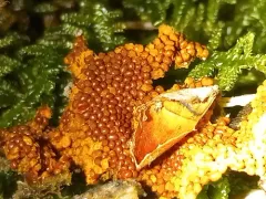 Saffron Soldiers thumbnail 2