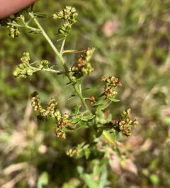 Hairy Pinweed thumbnail 3