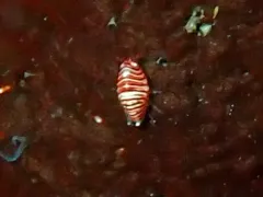 Cryptodius kelleri thumbnail 2