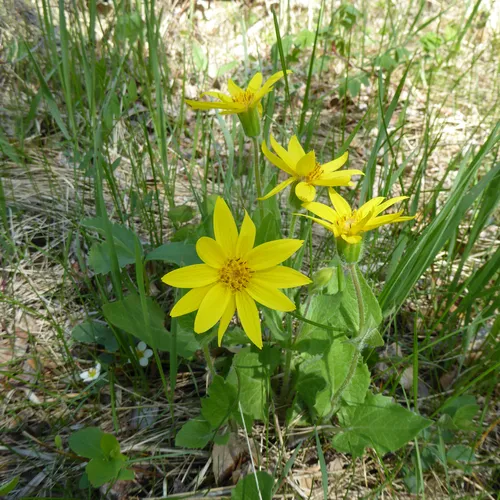 heartleaf arnica
