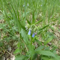 Tall Bluebell thumbnail 1
