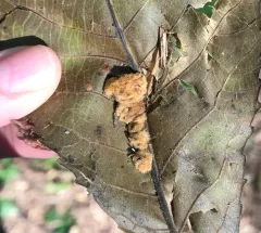 Hickory Aggregate Gall Midge thumbnail 4