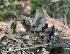 Helvella atra thumbnail 3