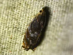 Hickory Shuckworm Moth thumbnail 2