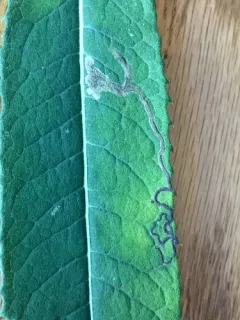 Liriomyza eupatoriella thumbnail 4