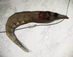 Northern Krill thumbnail 2