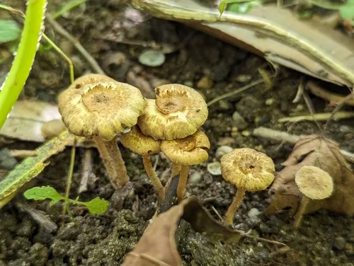 Inocybe semifulva