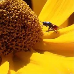 Pseudomalus auratus thumbnail 2