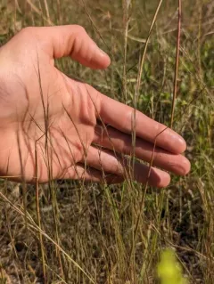 Forked Three-awn Grass thumbnail 3