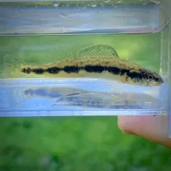 Blackside Darter thumbnail 1