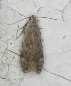 Anacampsis conclusella thumbnail 2