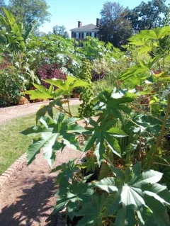 castor bean thumbnail 3