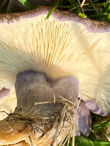 Violet Domecap
