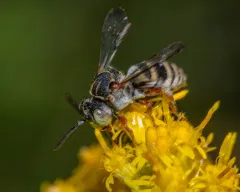 Dwarf Cellophane-cuckoo Bee thumbnail 3