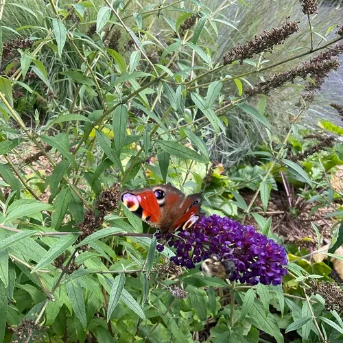 European Peacock Butterfly