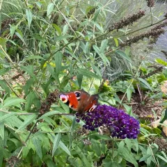 European Peacock Butterfly thumbnail 1