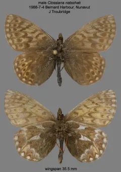 Beringian Fritillary thumbnail 3