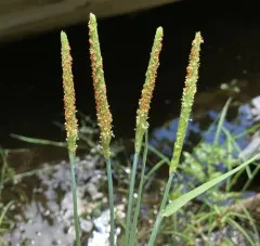 short-awn foxtail thumbnail 3