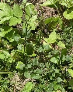 Brewer's bittercress thumbnail 3