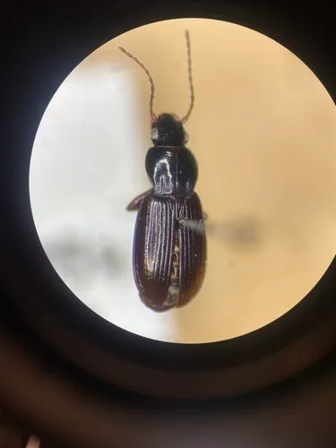 Rough-chested Blackclock