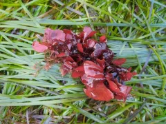 Red opuntia thumbnail 2
