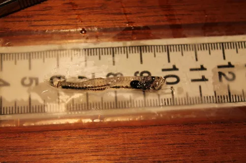 Smalltooth Bristlemouth