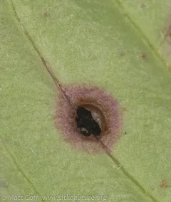 Puccinia porphyrogenita thumbnail 4