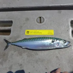 Atlantic Mackerel thumbnail 3