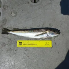Silver Hake thumbnail 3