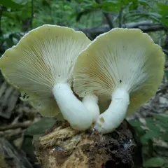Lynx Paw Oyster thumbnail 3