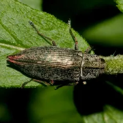 Eastern Poplar Buprestid Beetle thumbnail 2