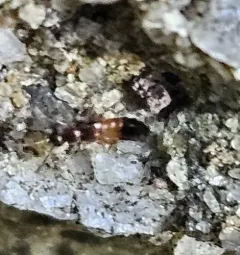 Meronera venustula thumbnail 3