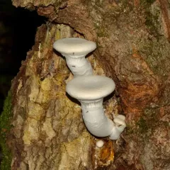 Lynx Paw Oyster thumbnail 4