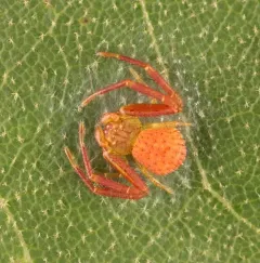 northeastern flower crab spider thumbnail 2