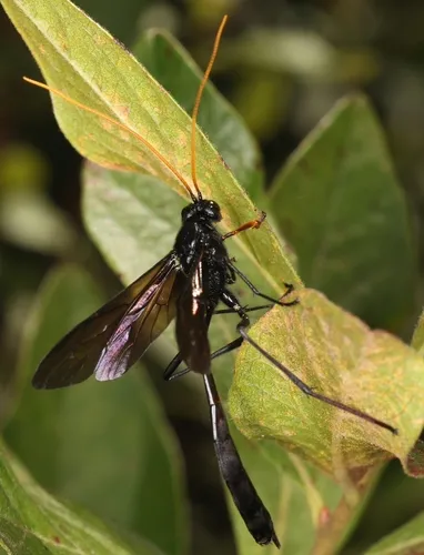 Heteropelma datanae
