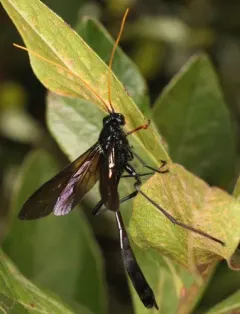 Heteropelma datanae thumbnail 1