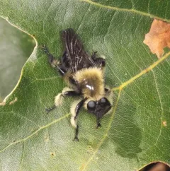 Laphria affinis thumbnail 1