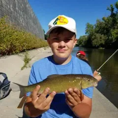 Golden Redhorse thumbnail 4