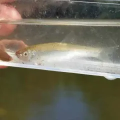 Spotfin Shiner thumbnail 2