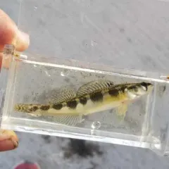 Blackside Darter thumbnail 2