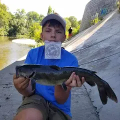 Channel Catfish thumbnail 4