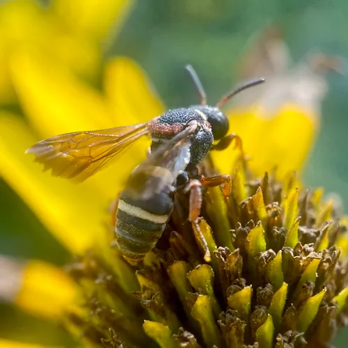 Two-banded Cellophane-cuckoo Bee
