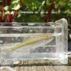 Spotfin Shiner thumbnail 4