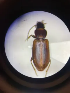 Congeneric Harp Ground Beetle thumbnail 3
