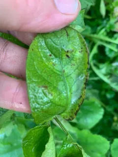 potato blight thumbnail 2