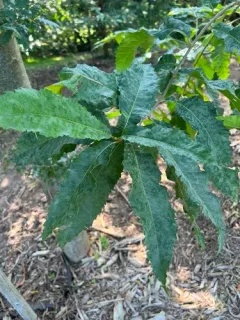 Erysiphe castaneae thumbnail 2