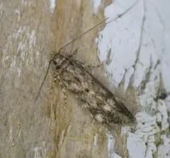 Ruby Aristotelia Moth thumbnail 3