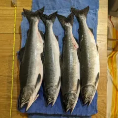 Pink Salmon thumbnail 3