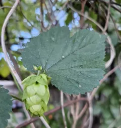 common hops thumbnail 4