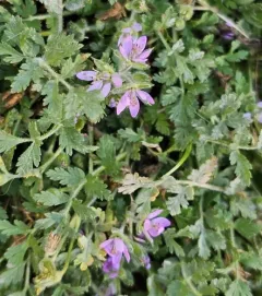 musk stork's-bill thumbnail 2